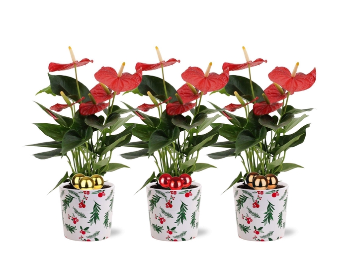 <h4>Anthurium Esudo in Noel Holy ceramics + stabber</h4>