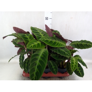 Calathea warscewiczii