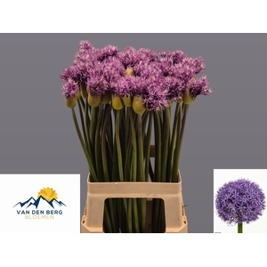 ALLIUM EARLY EMPEROR