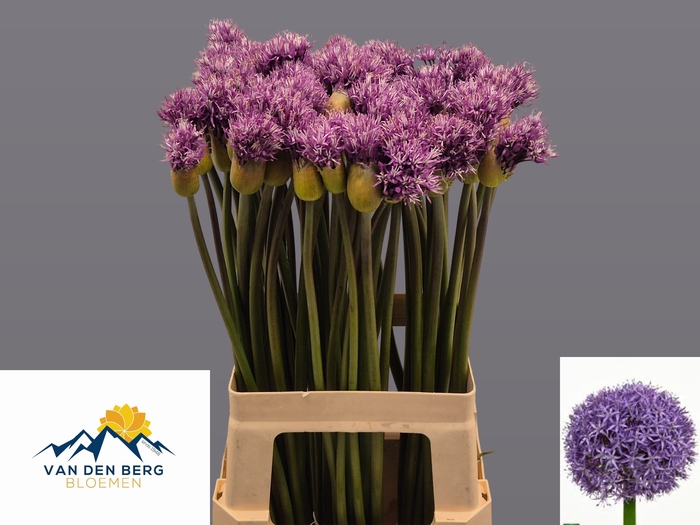 <h4>ALLIUM EARLY EMPEROR</h4>