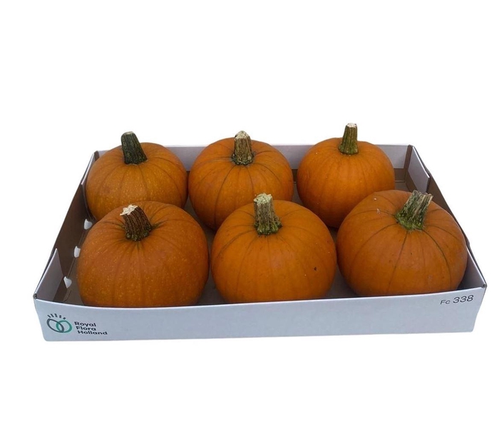 Sier Cuc P Halloween X9