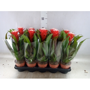 Guzmania  'Hope'