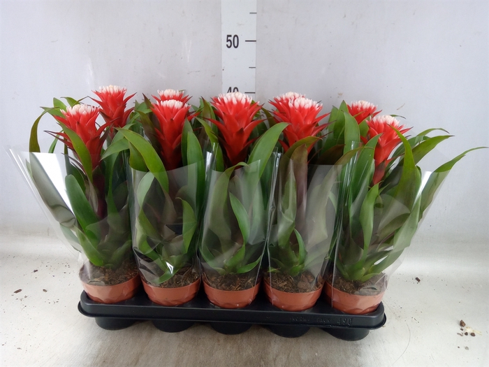 <h4>Guzmania  'Hope'</h4>