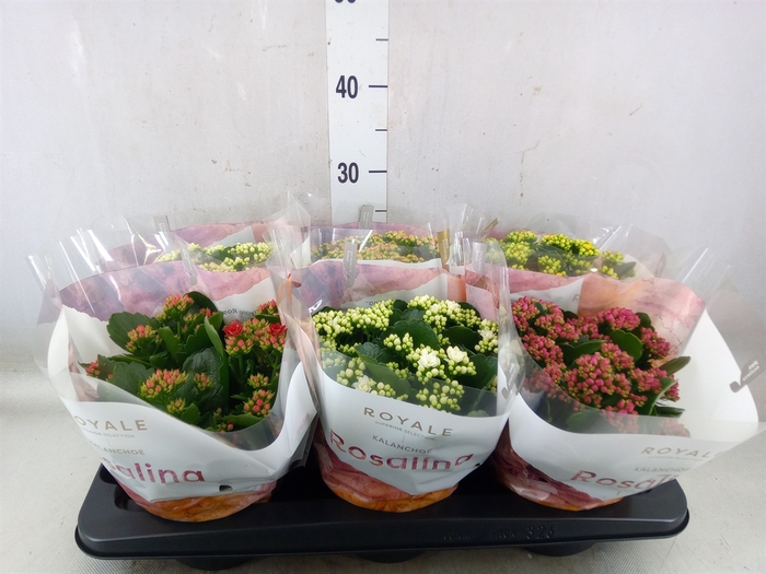 <h4>Kalanchoe blos. 'RoyalDon'   ..mix</h4>