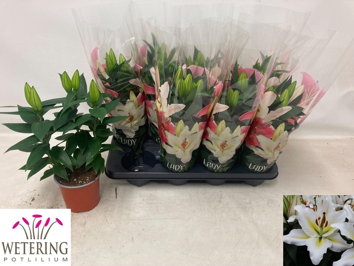 <h4>LIL OR SUNNY AZORES</h4>