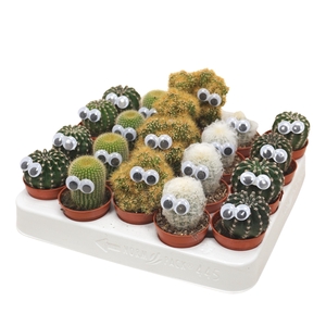 Cactus mix 5,5 cm met oog