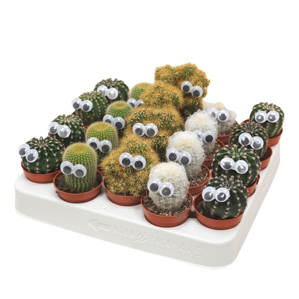 <h4>Cactus mix 5,5 cm met oog</h4>