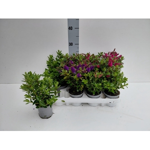 HEBE ALL BLOOMS GEM