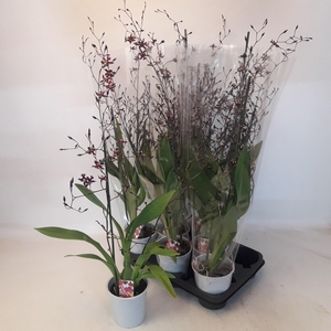 ONCIDIUM OV