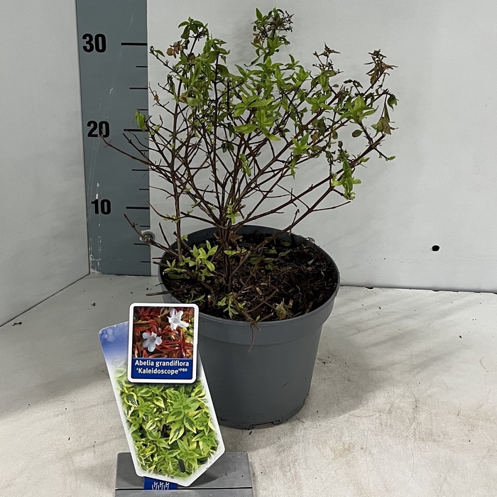 Abelia grandiflora 'Kaleidoscope' PBR P17 (2ltr)