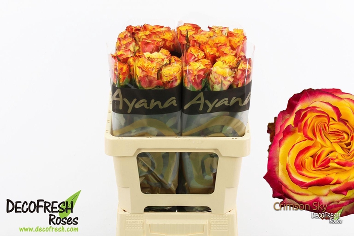 <h4>R Gr Crimson Sky</h4>