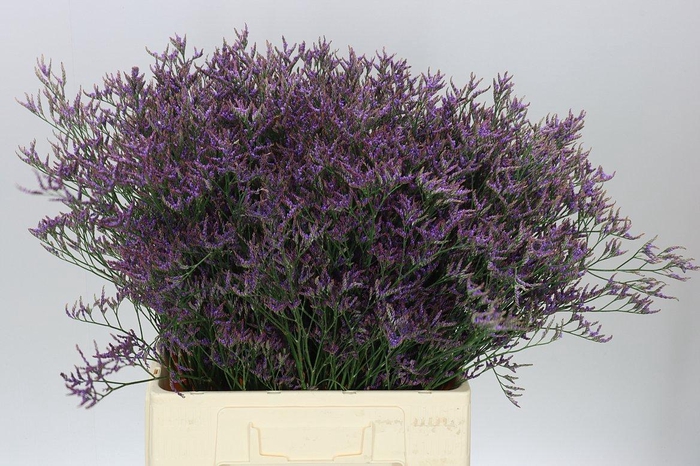 <h4>Lim. Saf Dark Blue</h4>