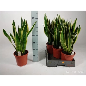 Sansevieria trifasciata 'Laurentii' 65cm