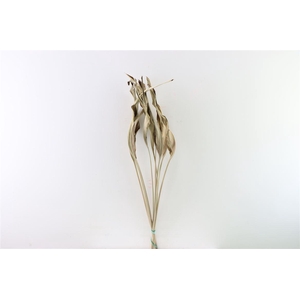 DRIED STRELITZIABLAD 10PC NATURAL B