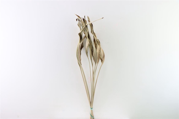 Dried Strelitziablad 10pc Natural Bunch