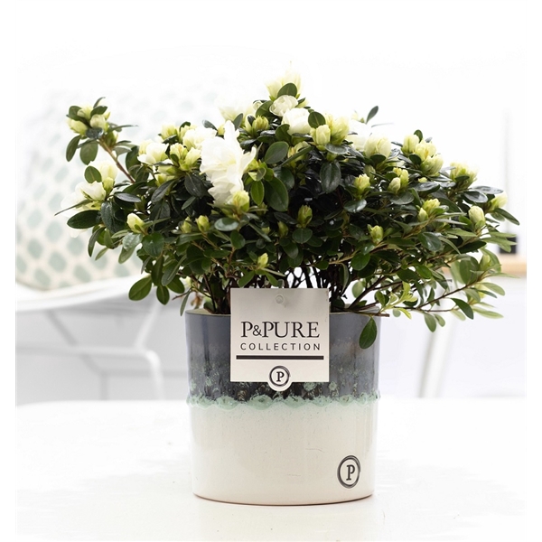 <h4>1st class Azalea white in P&PURE Illusion ceramics</h4>