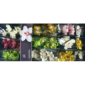 Cymbidium Mix