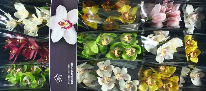 <h4>Cymbidium Mix</h4>