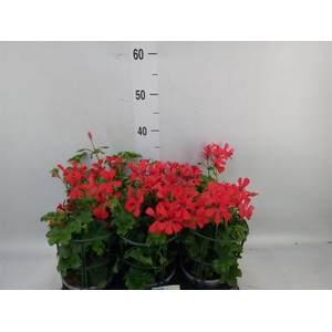Geranium   ...