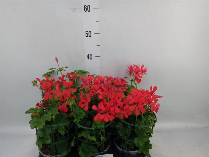 <h4>Geranium   ...</h4>