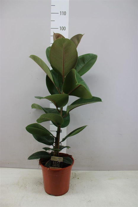 <h4>Ficus Elastica Robusta 85cm</h4>