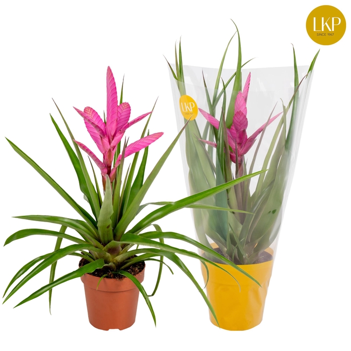 <h4>Tillandsia Antonio Roze (Met Hoes)</h4>