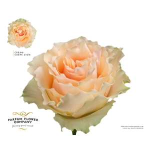 Rosa Premium Cream Carpe Diem