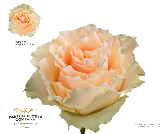 <h4>Rosa Premium Cream Carpe Diem</h4>