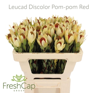 Leucad Discolor Pom-pom Red
