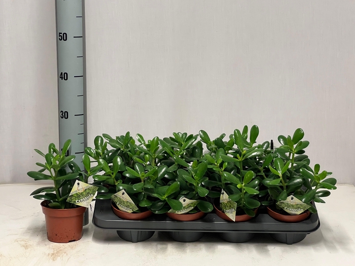 <h4>CRASS OVATA</h4>