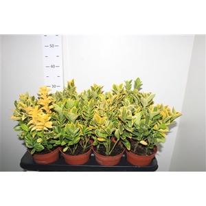 Euonymus Ja Aureomar