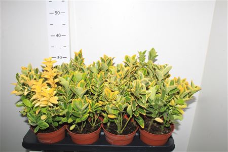 <h4>Euonymus Ja Aureomar</h4>