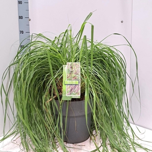 Pennisetum alopecuroides