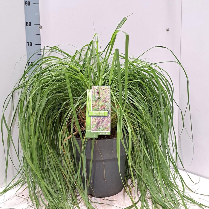 <h4>Pennisetum alopecuroides</h4>