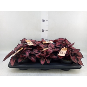 Begonia BD 'MagicColours Red Kiss'