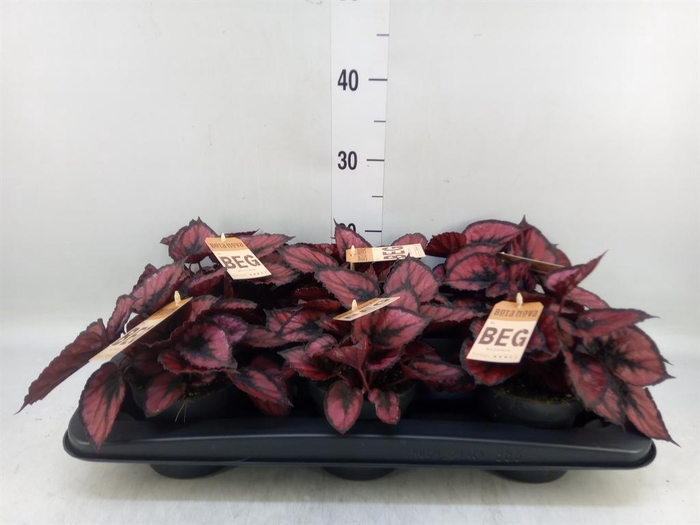 <h4>Begonia BD 'MagicColours Red Kiss'</h4>