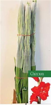 <h4>Glad Gr Chinon</h4>