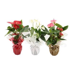 Anthurium 14 cm 3 color mix in Rondello Clemence