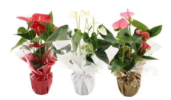 <h4>Anthurium 14 cm 3 color mix in Rondello Clemence</h4>
