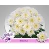 Chr T Baltica