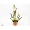 SARRACENIA RE FARNHA