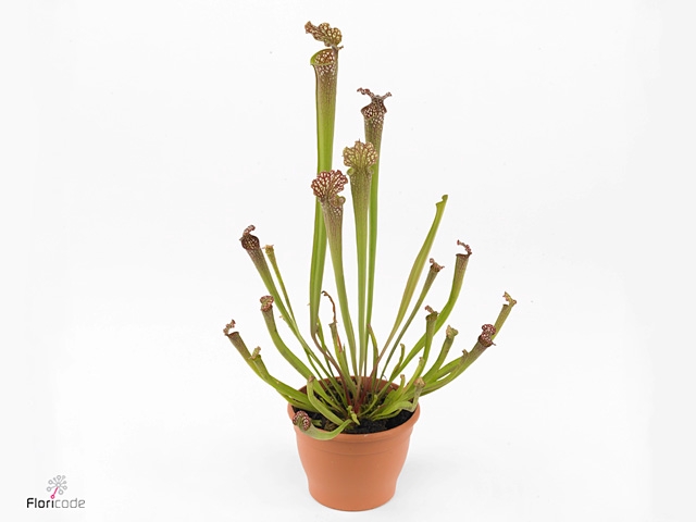 SARRACENIA RE FARNHA