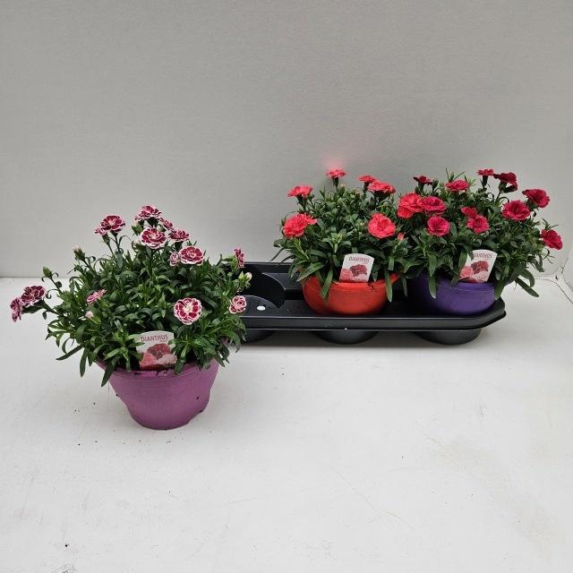 <h4>DIAN OSC GEM</h4>