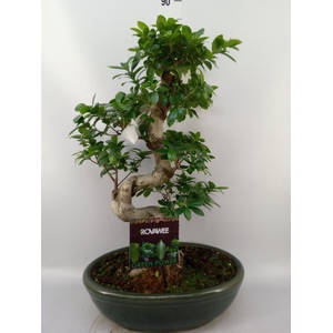 Ficus microcarpa 'Ginseng'