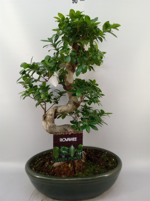 <h4>Ficus microcarpa 'Ginseng'</h4>