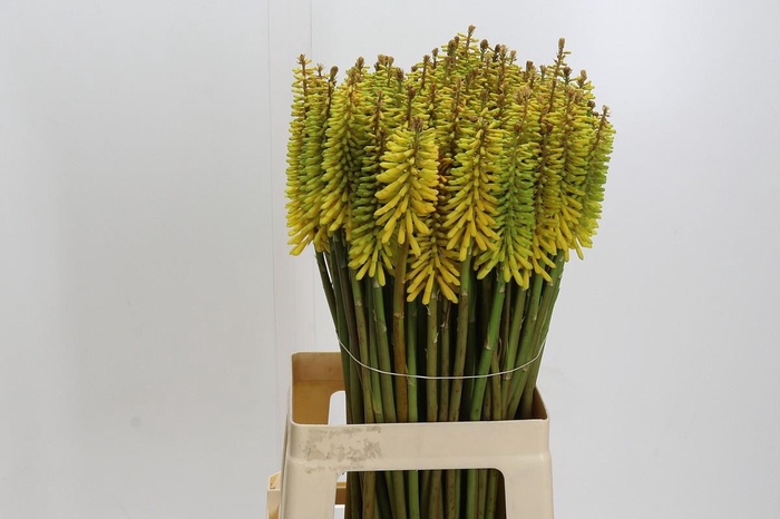 <h4>Kniphofia Sunningdale Yellow</h4>