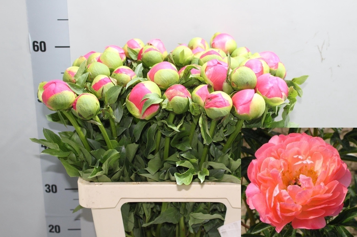 <h4>PAEO CORAL SUNSET</h4>