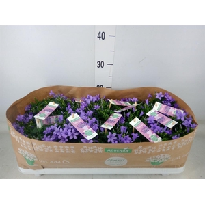 Campanula porten. 'Ambella In Prpl'