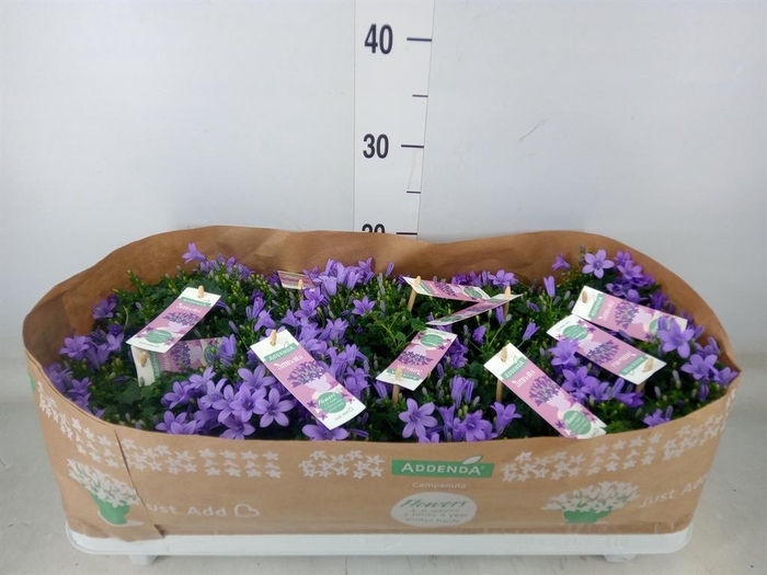 <h4>Campanula porten. 'Ambella In Prpl'</h4>