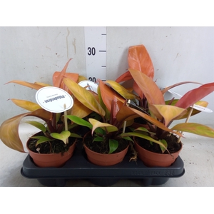 Philodendron   ...